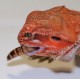 CAIMANI per pogona