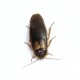 BLATTA DUBIA ADULTA (10 PEZZI)