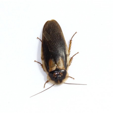 BLATTA DUBIA ADULTA (10 PEZZI)