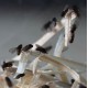 DROSOFILA funebris black 1/2 litro