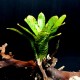 NEOREGELIA PUNCTATISSIMA