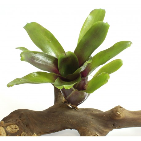 NEOREGELIA HAWAII