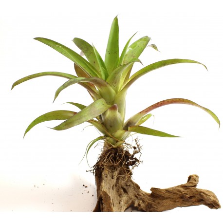 TILLANDSIA MORA