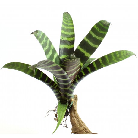 VRIESEA SPLENDENS ERA