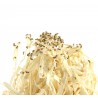 DROSOFILA MELANOGASTER 1/2 litro