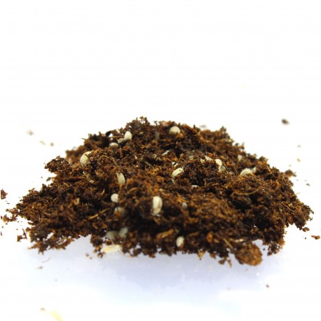ONISCHI TRICHORHINA