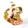 BEGONIA BOWERAE "TIGER"