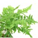 POLYPODIUM FORMOSANUM