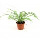 NEPHROLEPIS DUFFY