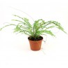 NEPHROLEPIS DUFFY