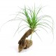 VRIESEA CORREIA ARAUJOI