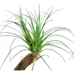 VRIESEA CORREIA ARAUJOI