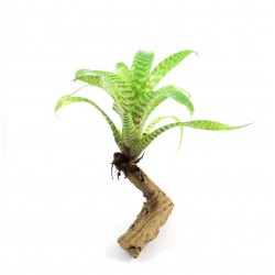 VRIESEA HIEROGLYPHICA