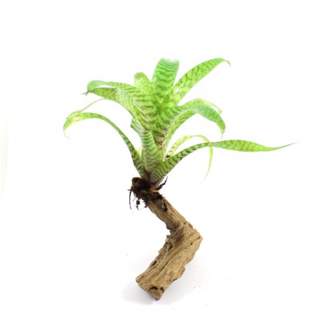 VRIESEA HIEROGLYPHICA