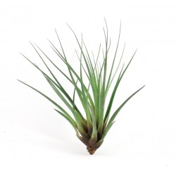 TILLANDSIA TRICOLOR