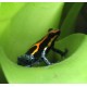 RANA DENDROBATES - Ranitomeya amazonica "Iquitos"