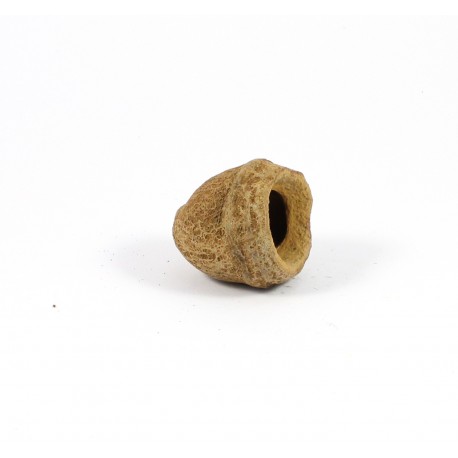 SAPUCAIA NUT 4-8CM