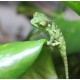 CAMALEONTE DELLO YEMEN - Chamaeleo calyptratus