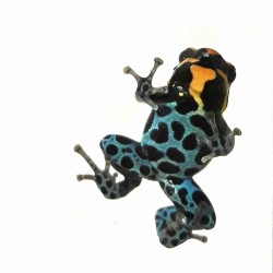 RANA DENDROBATES - Ranitomeya amazonica "Iquitos"