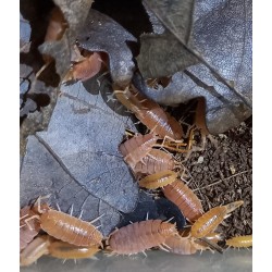 ONISCHI PORCELLIONIDES PRUINOSUS "ORANGE" 10PZ.