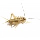 Acheta domesticus MEDIUM (70 pezzi)