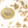Acheta domesticus SMALL (120 pezzi)