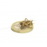 Acheta domesticus MEDIUM (250 pezzi)