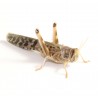 Schistocerca gregaria ADULT (9 pezzi)