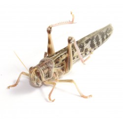 Locuste - Schistocerca gregaria adult - dose 100