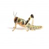 Schistocerca gregaria SUBADULT (11 pezzi)