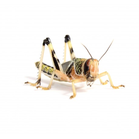 Locuste - Schistocerca gregaria subadult - dose 50