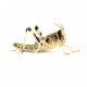 Locuste - Schistocerca gregaria subadult - dose 100