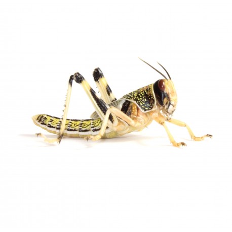 Locuste - Schistocerca gregaria subadult - dose 100