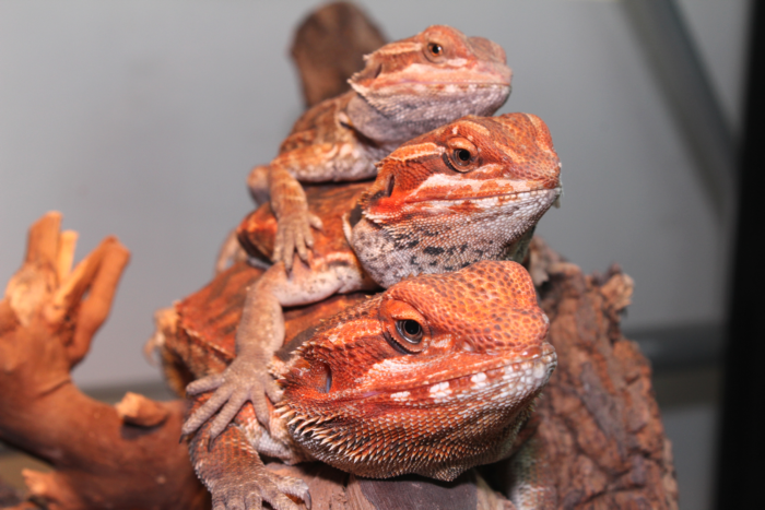 Gruppo di pogona vitticeps