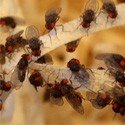 Drosofile